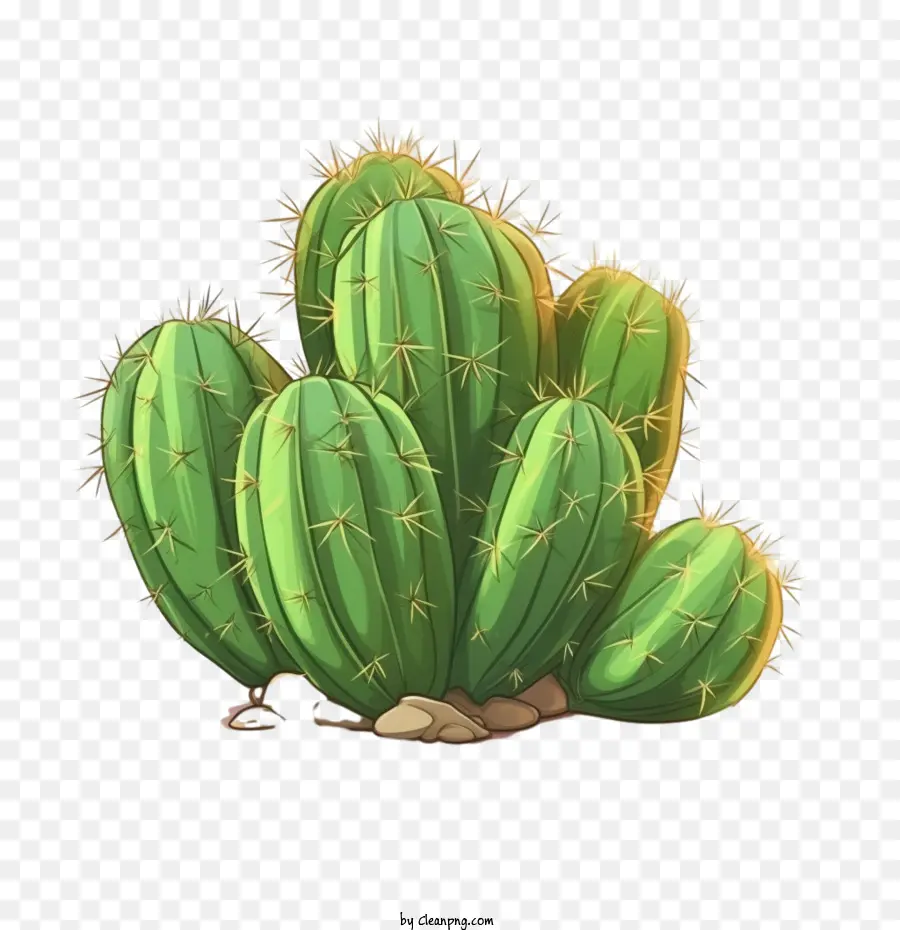 Cactus，Suculento PNG