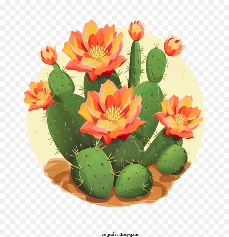 Cactus，Cacti PNG