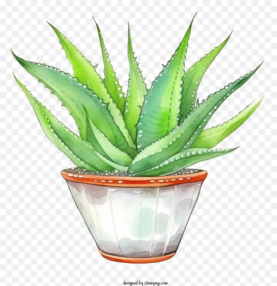 Aloe Vera，El Aloe Vera Plant PNG