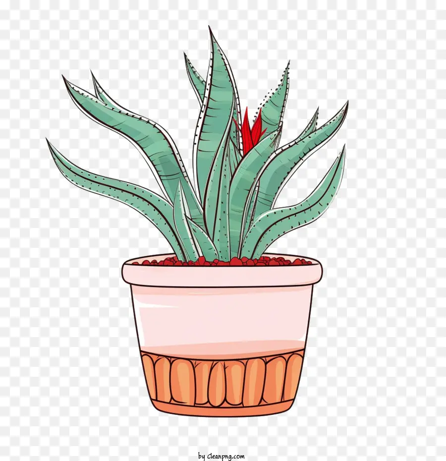 Aloe Vera，El Aloe Vera Plant PNG