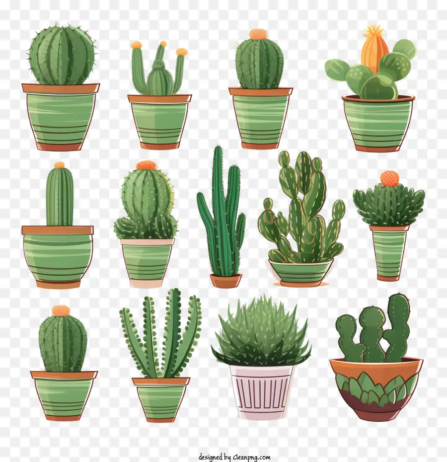 Cactus，Suculentas Verdes PNG