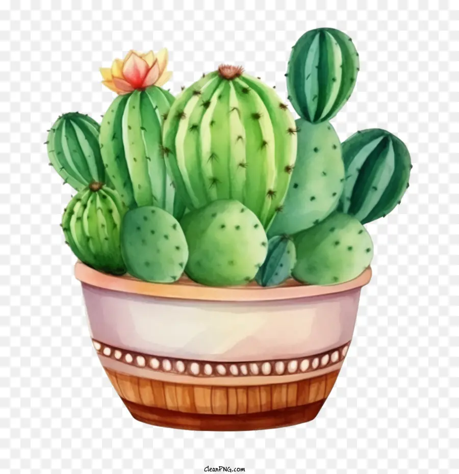 Cactus，Cacti PNG