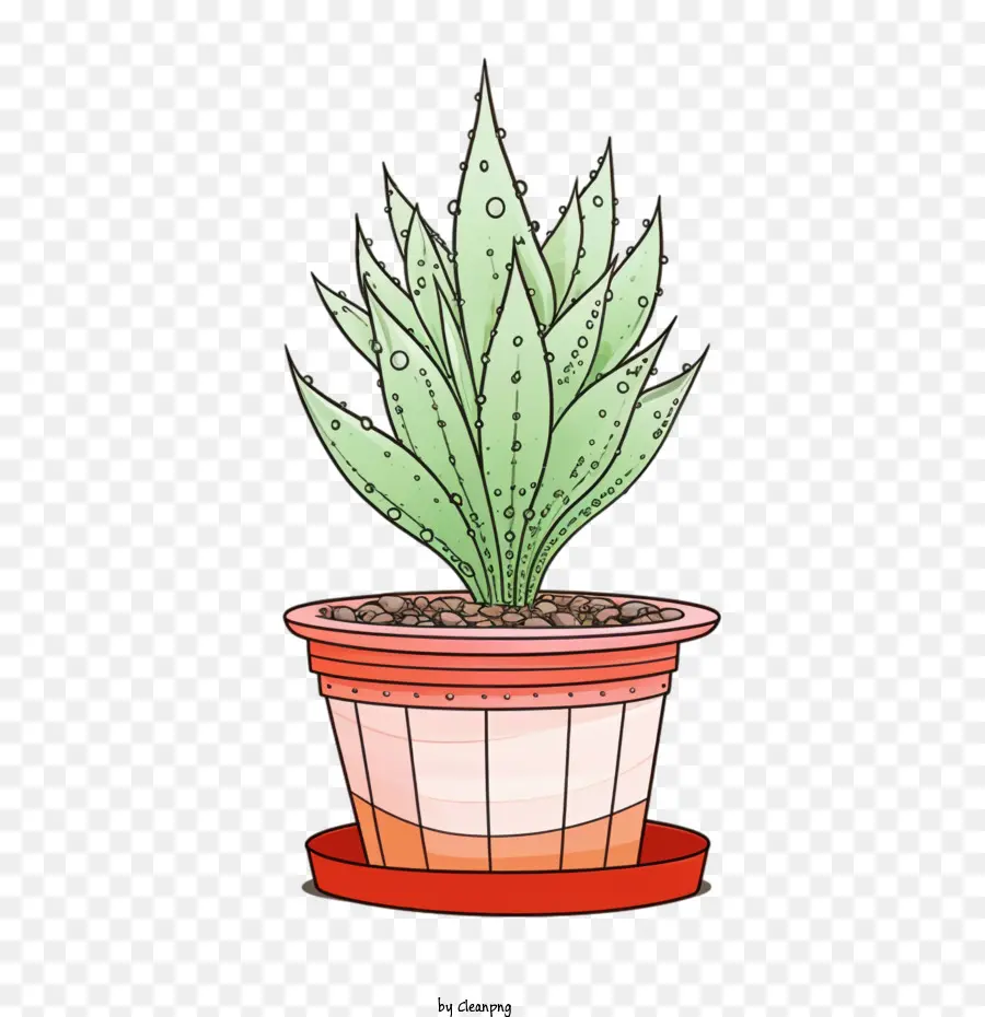 Aloe Vera，Planta De Interior PNG