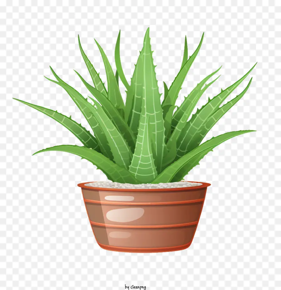 Aloe Vera，El Aloe Vera Plant PNG