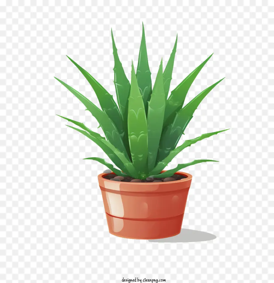 Aloe Vera，Planta En Maceta PNG