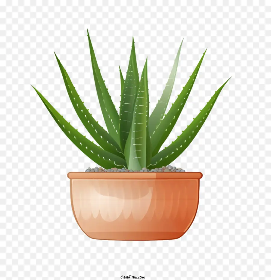 Aloe Vera，Aloe PNG