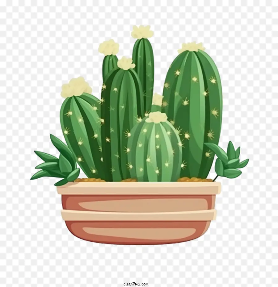 Cactus，Planta PNG