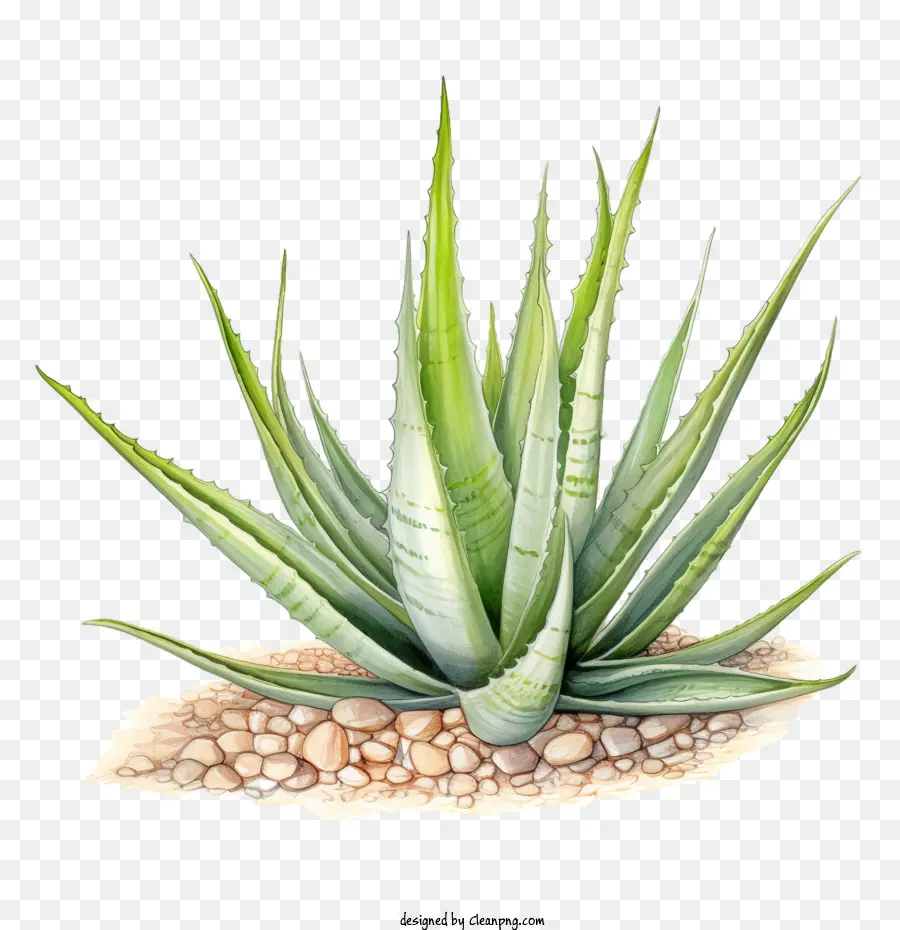 Aloe Vera，Aloe PNG