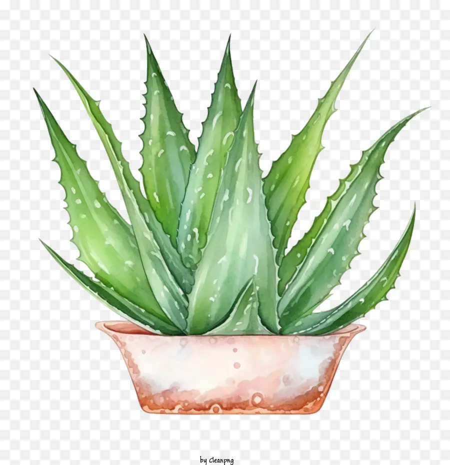 Aloe Vera，Suculentas PNG