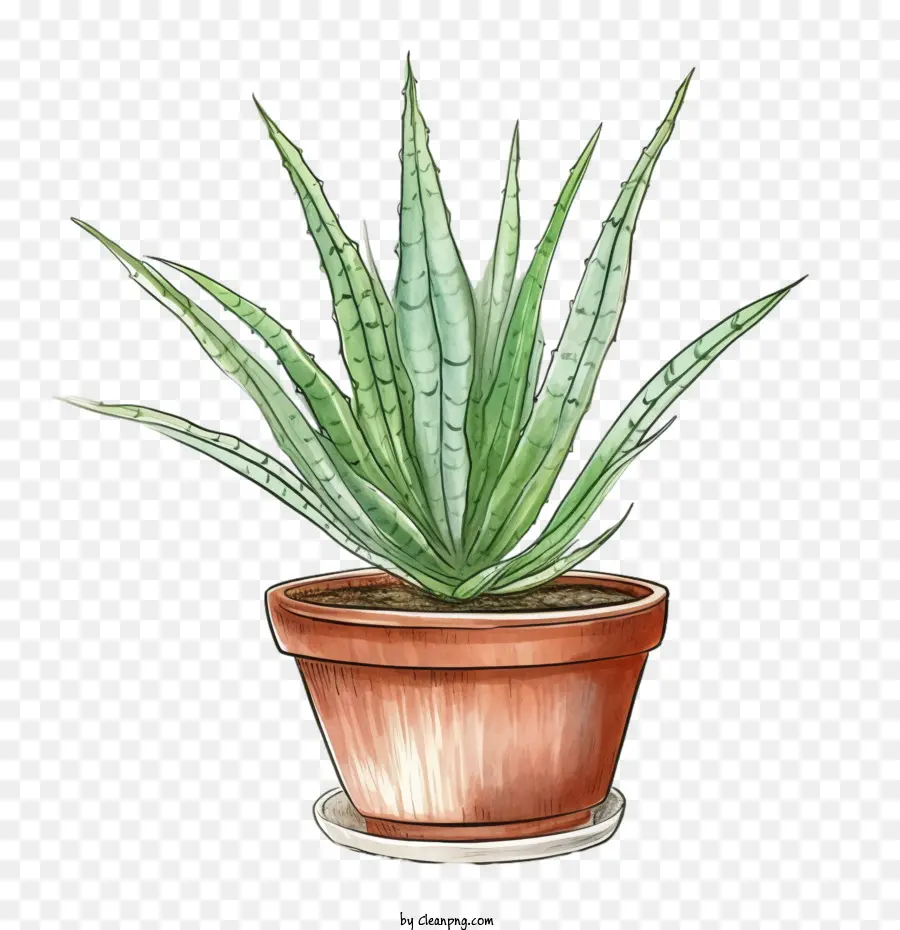 Aloe Vera，Aloe PNG