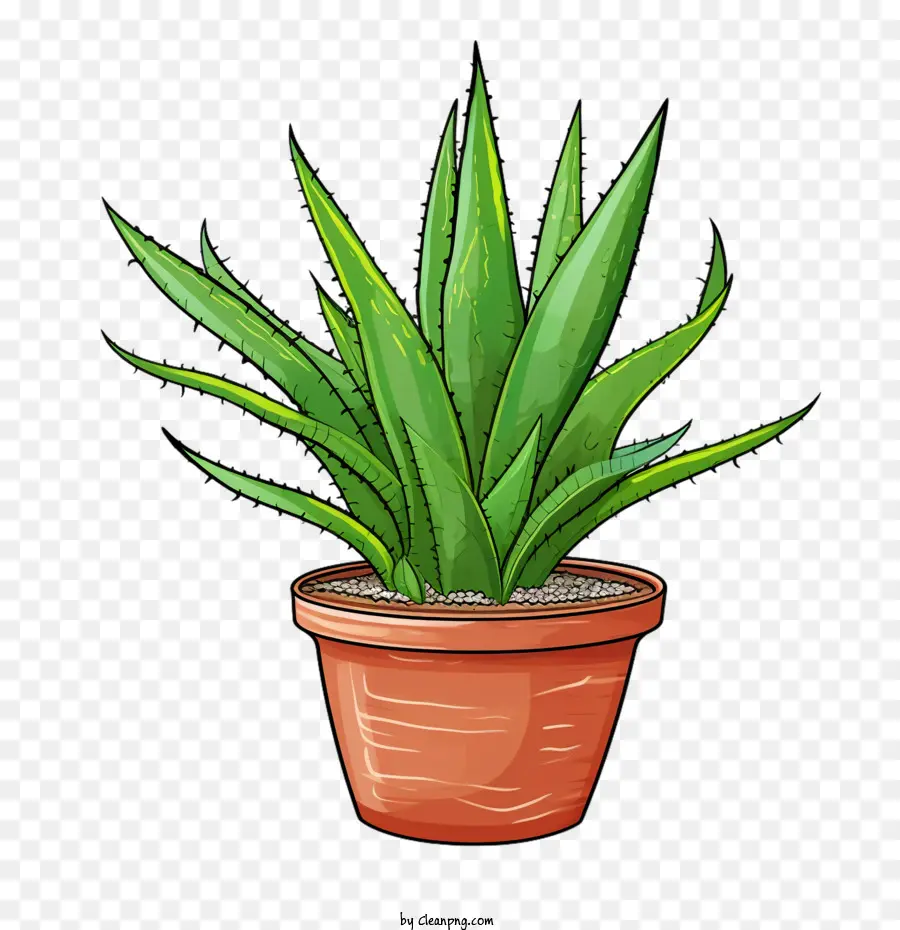 Aloe Vera，Suculentas PNG