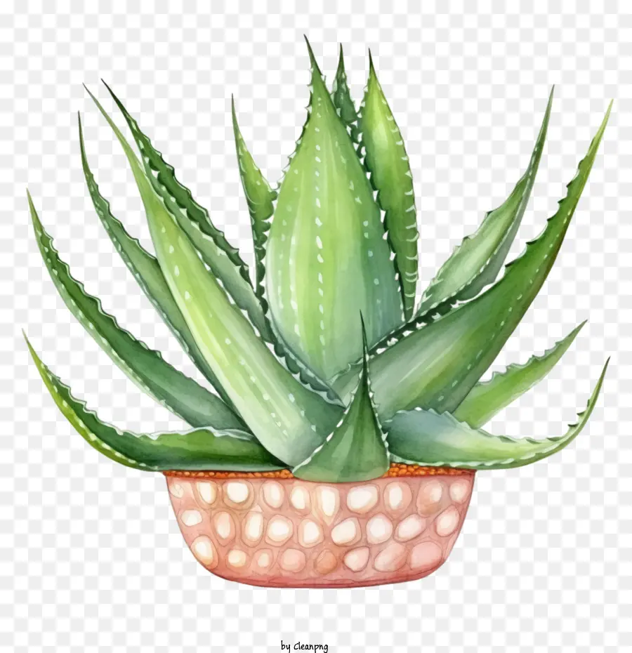 Aloe Vera，El Aloe Vera Plant PNG