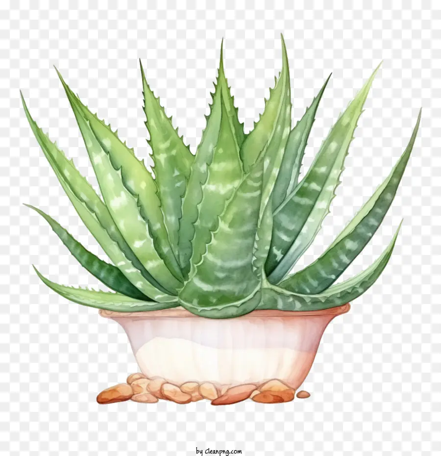 Aloe Vera，Suculentas PNG