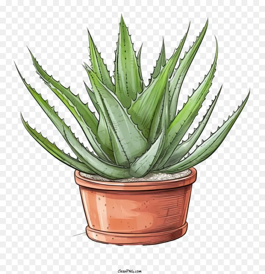 Aloe Vera，Suculentas PNG