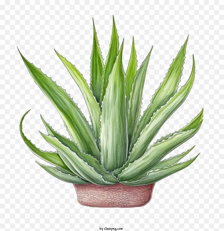 Aloe Vera，Planta Suculenta PNG