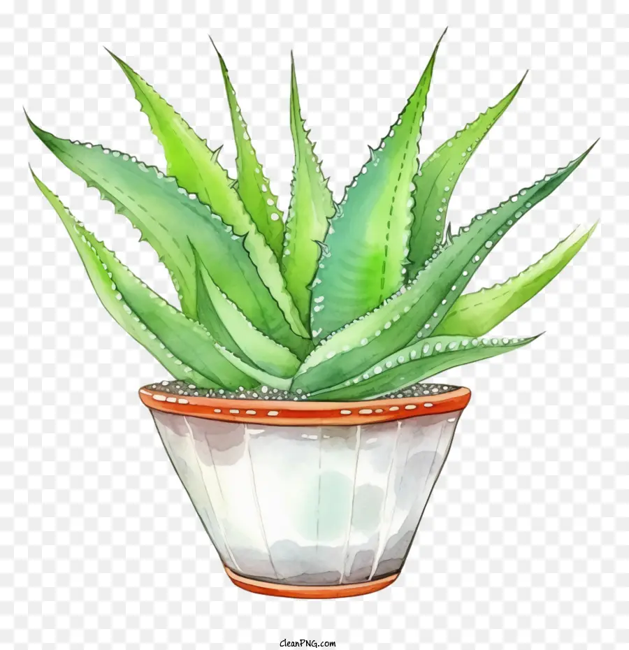 Aloe Vera，Suculentas PNG