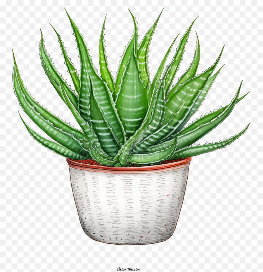 Aloe Vera，Suculentas PNG