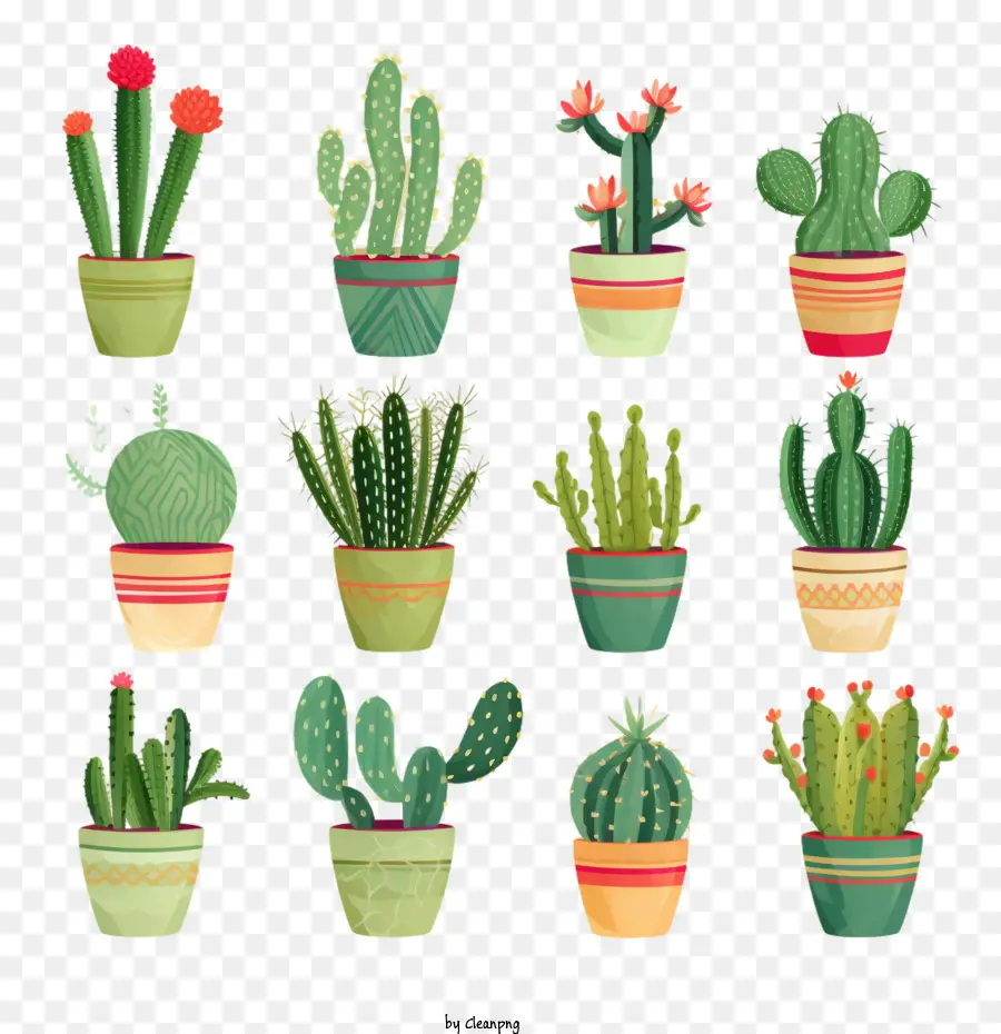 Cactus，Suculentas Verdes PNG