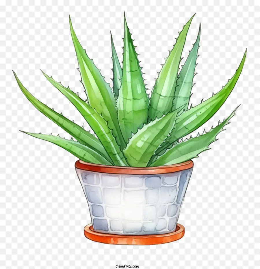 Aloe Vera，El Aloe Vera Plant PNG