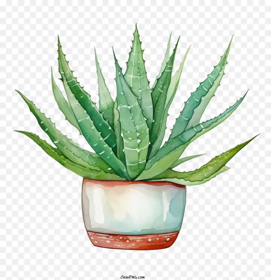 Aloe Vera，Planta De Interior PNG