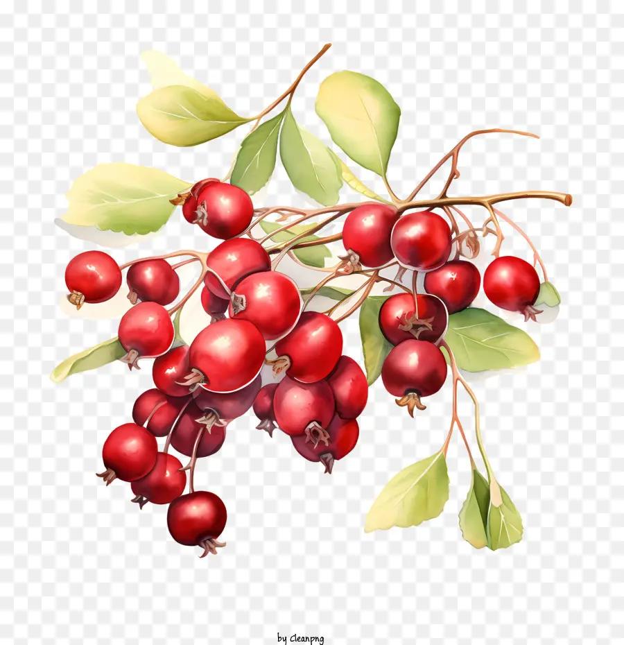 Cranberries，Bayas PNG