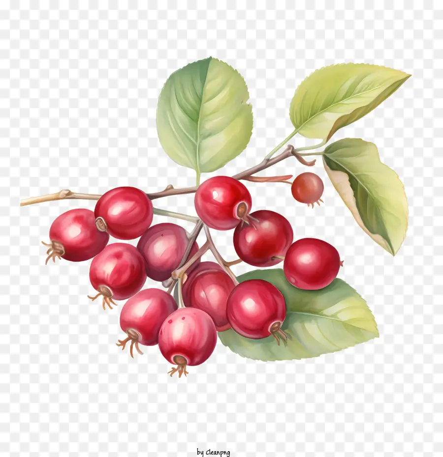 Cranberries，Bayas PNG