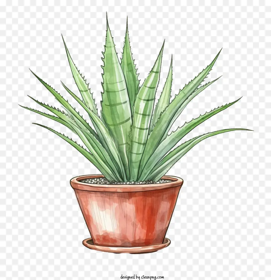 Aloe Vera，Suculentas PNG