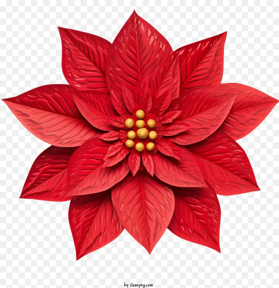 La Flor De Pascua，Poinsettia Roja PNG