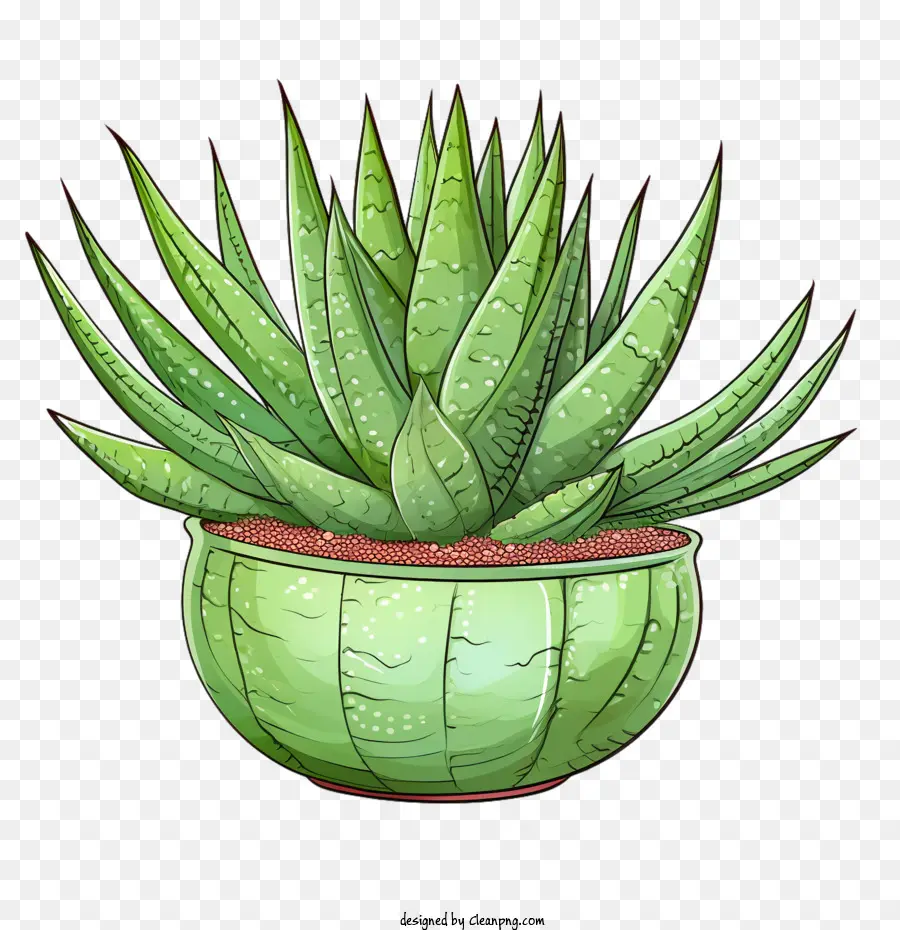 Aloe Vera，El Aloe Vera Plant PNG