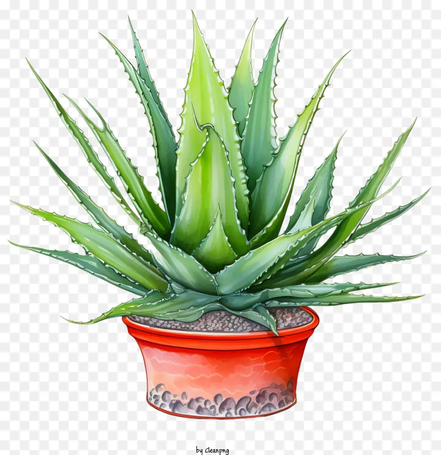 Aloe Vera，Suculentas PNG