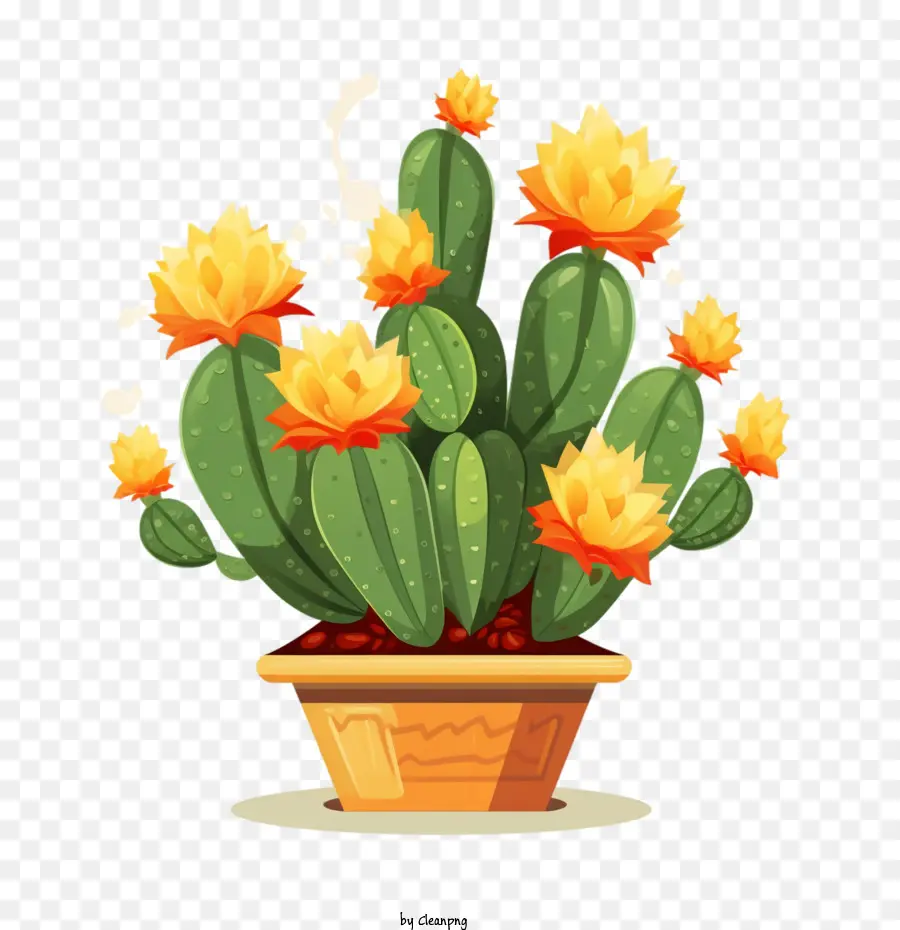 Suculentas，Cactus PNG