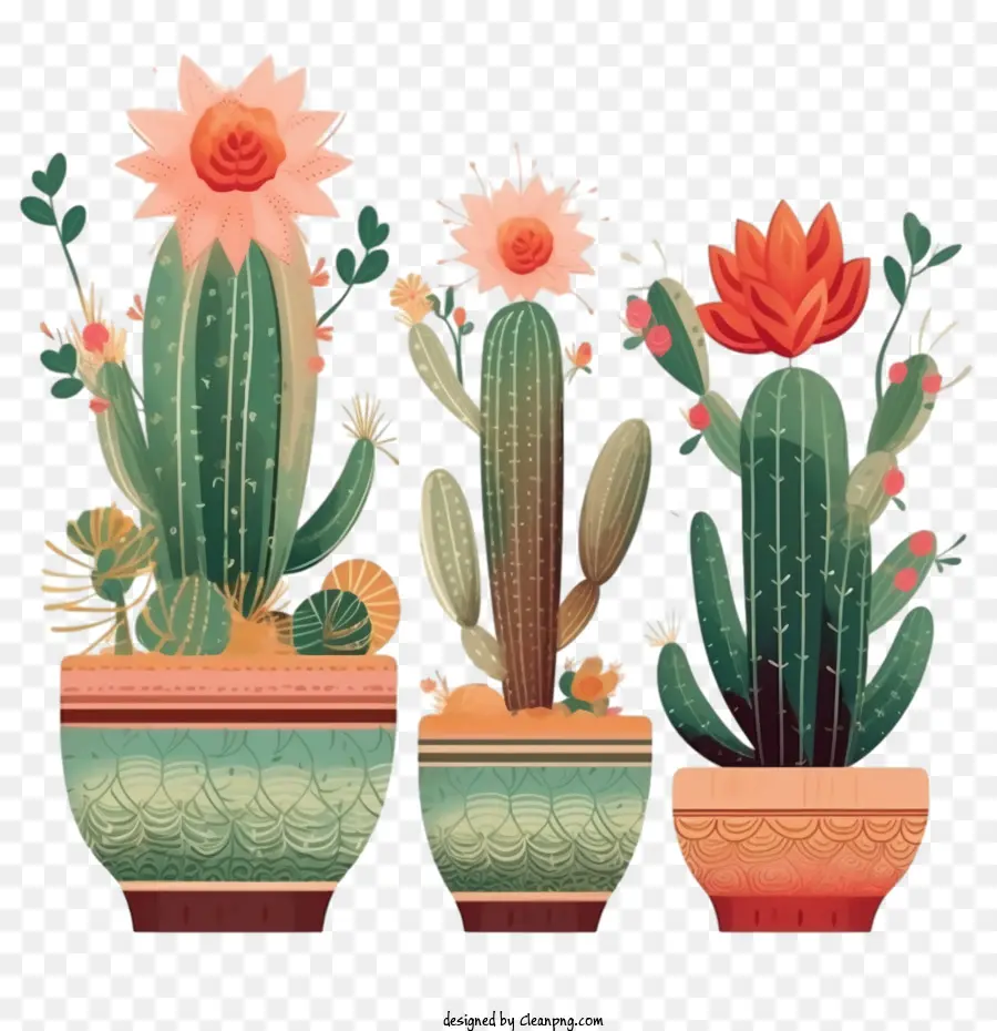 Suculentas，Cactus PNG