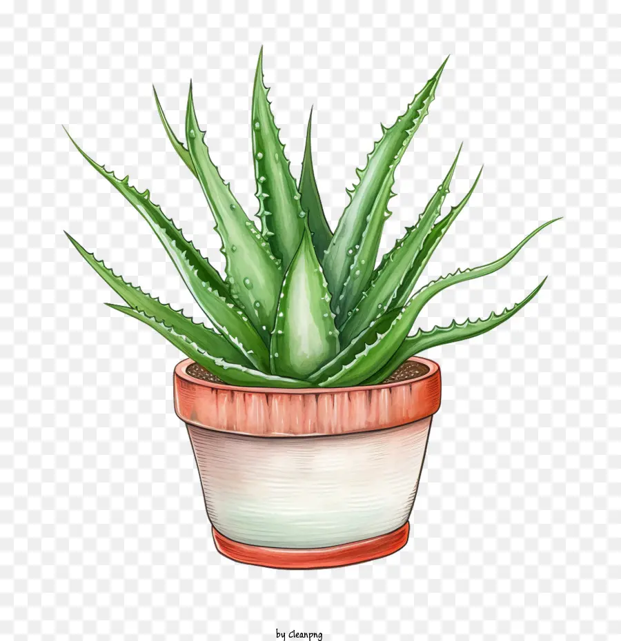 Aloe Vera，Suculentas PNG