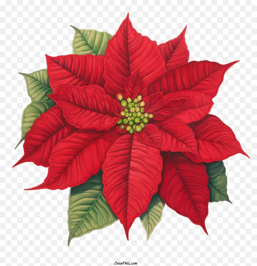 La Flor De Pascua，La Navidad PNG