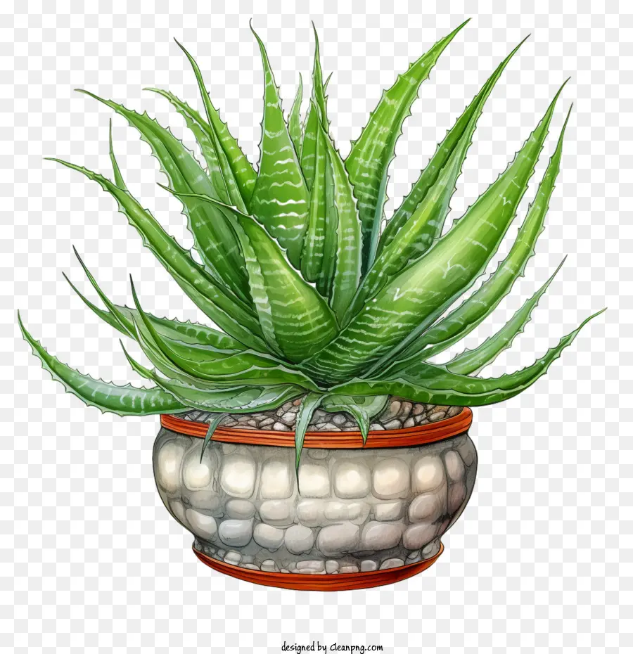 Aloe Vera，Suculentas PNG