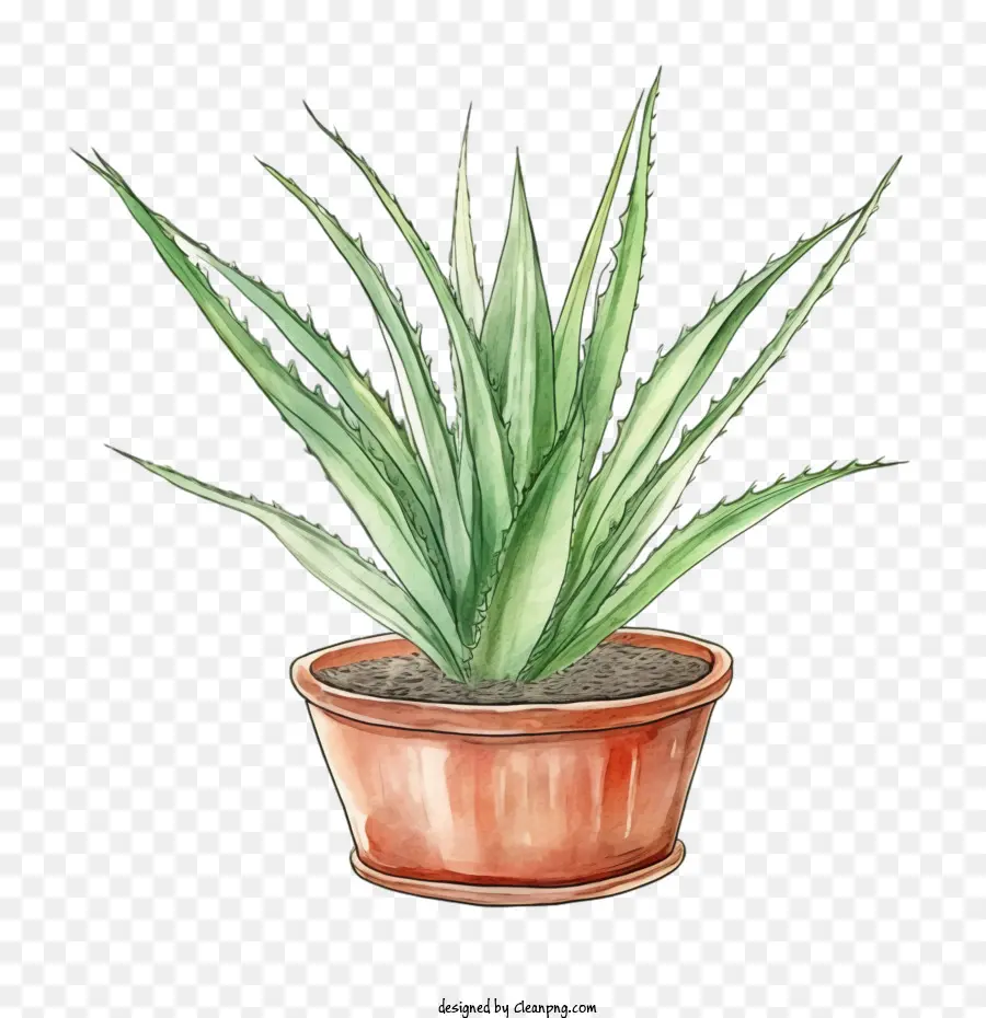 Aloe Vera，Suculentas PNG