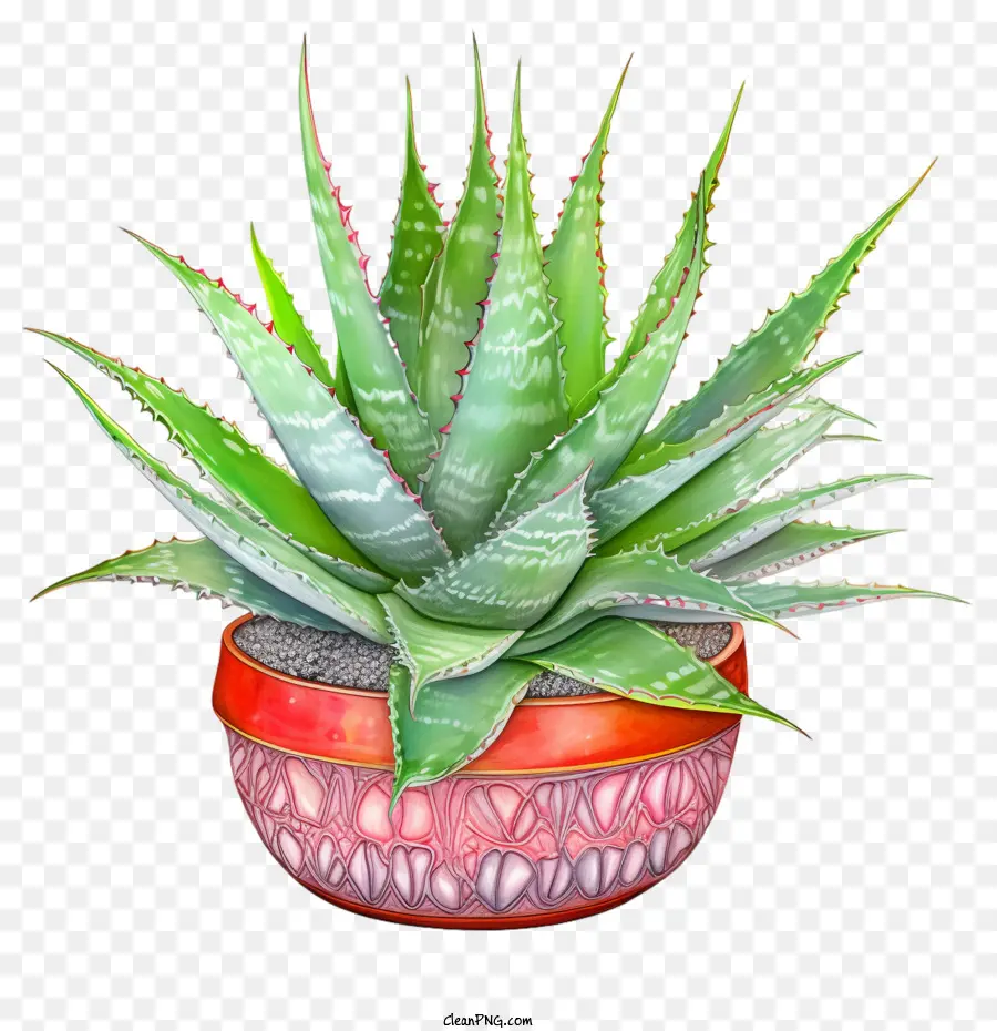 Aloe Vera，Suculentas PNG