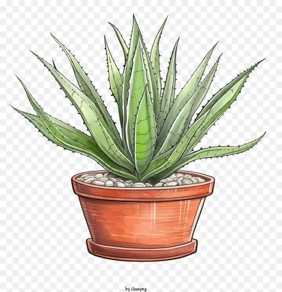 Aloe Vera，Suculentas PNG