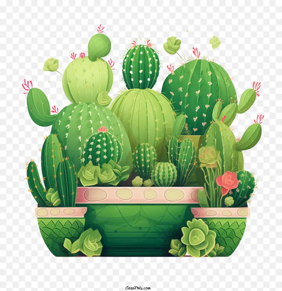 Suculentas，Cactus PNG