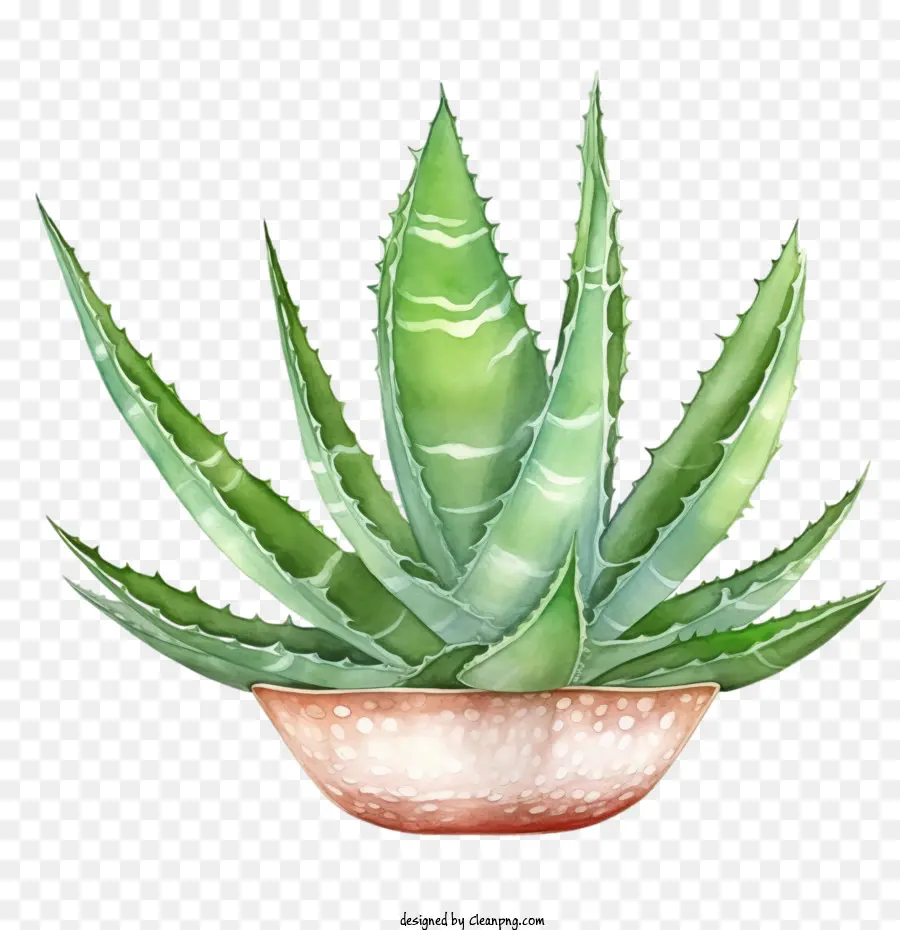 Aloe Vera，Aloe PNG