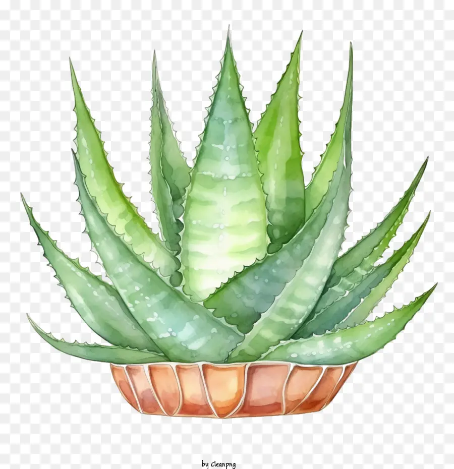 Aloe Vera，Suculentas PNG