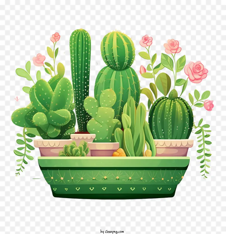 Suculentas，Cactus PNG