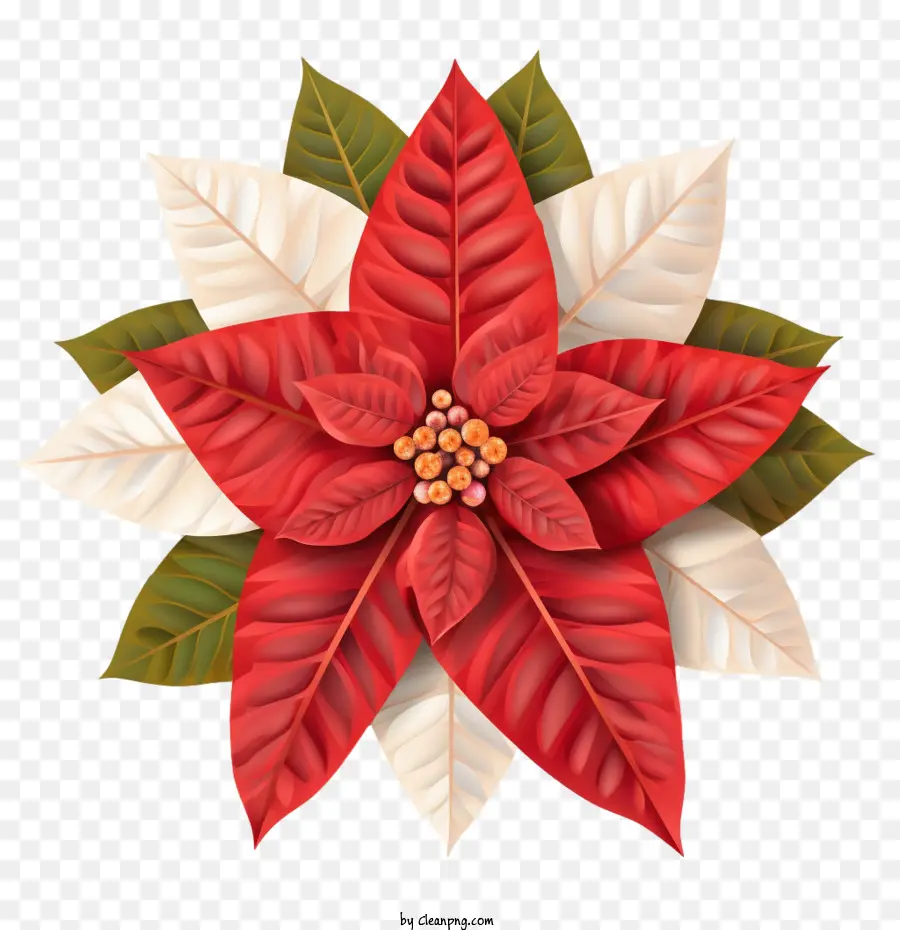 Flor De Pascua，Nochebuena Roja PNG