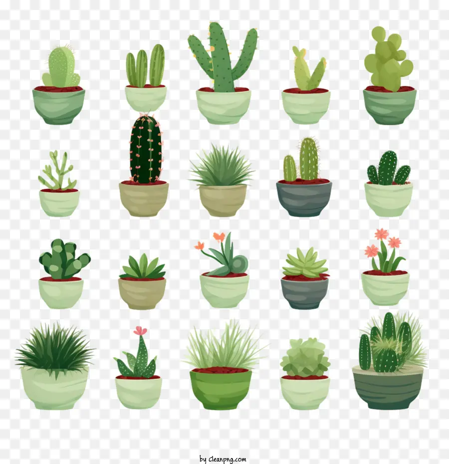 Suculentas，Cactus PNG