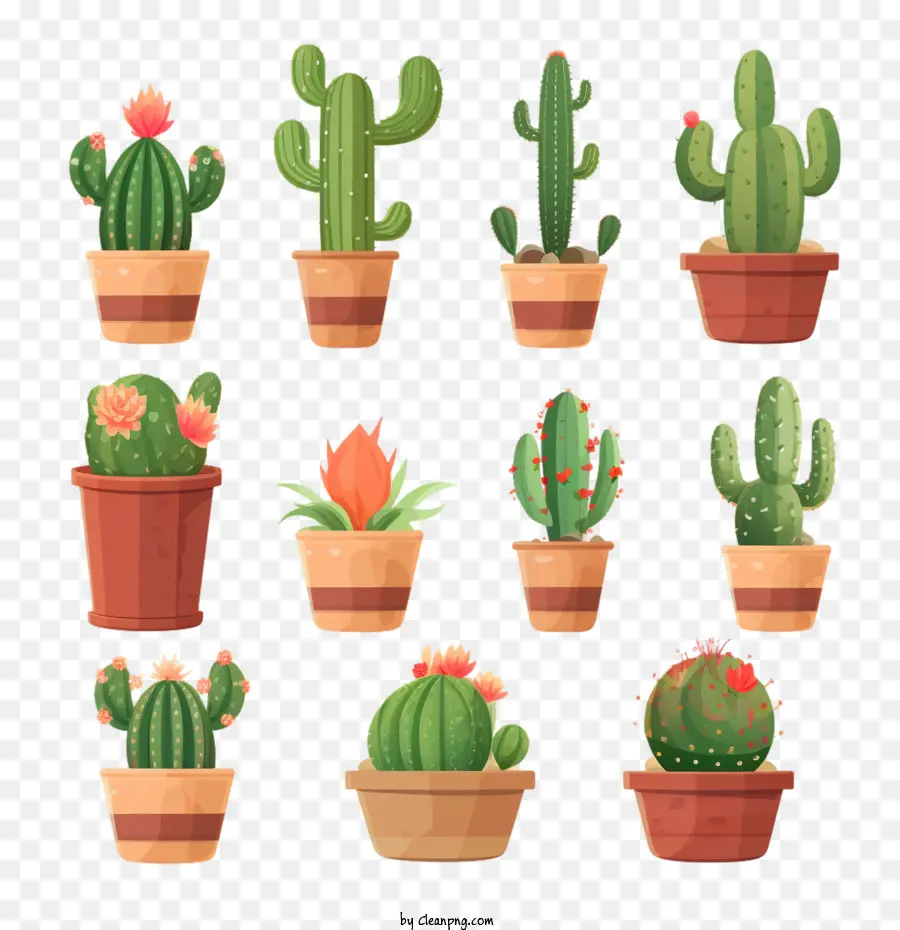 Suculentas，Cactus PNG