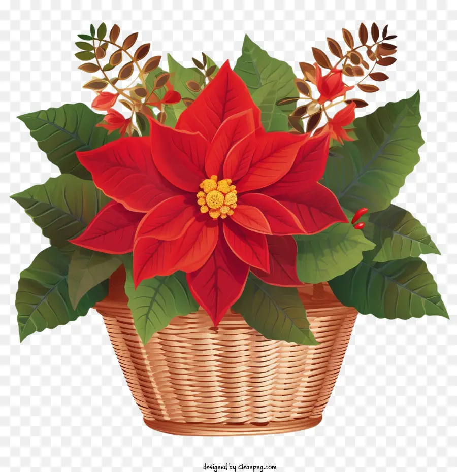 Flor De Pascua，Nochebuena Roja PNG