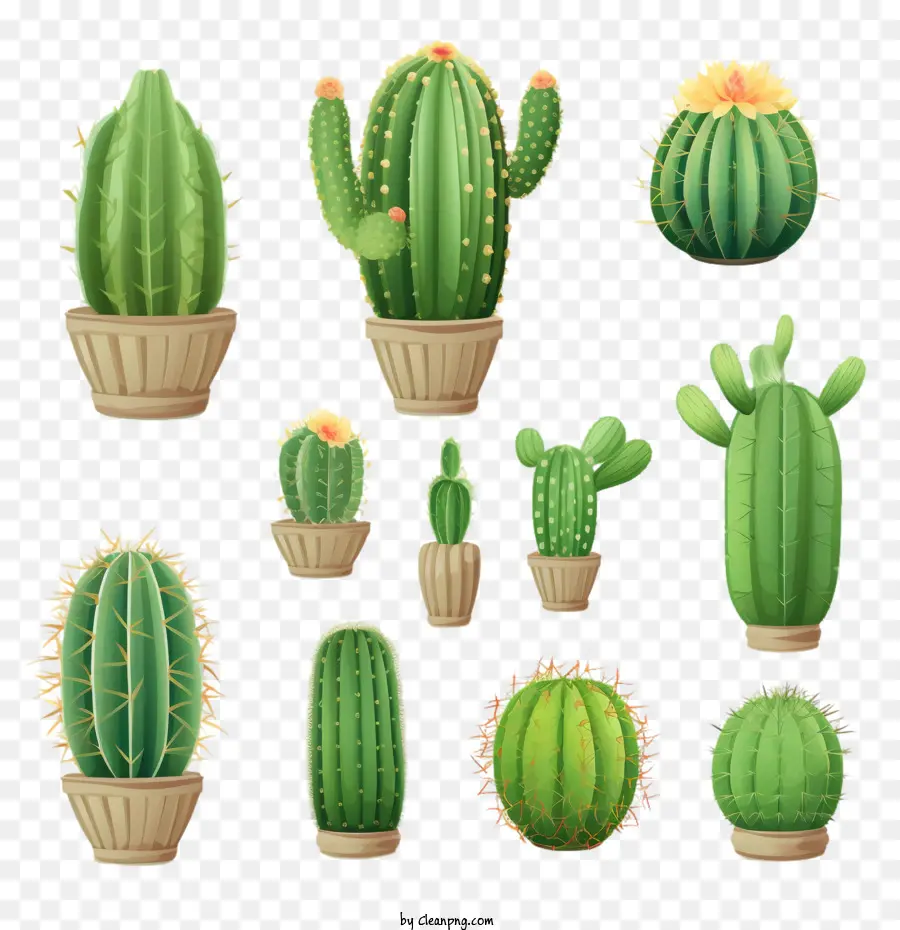 Suculento，Cactus PNG