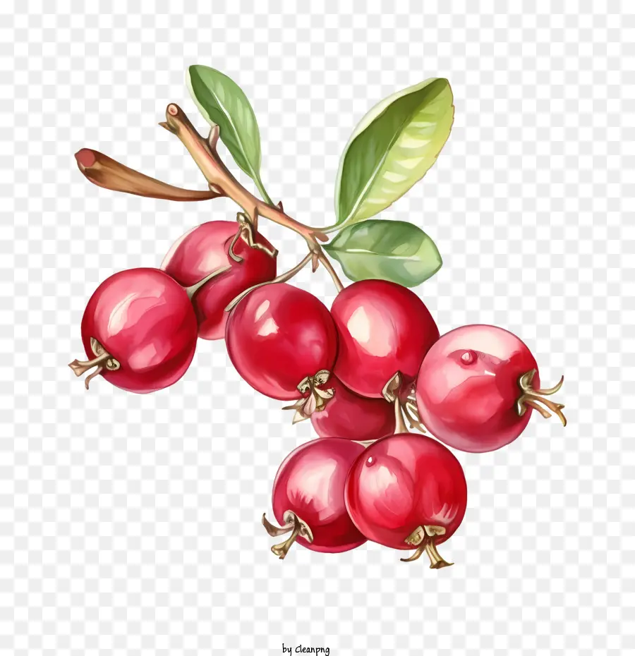 Cranberries，Bayas Rojas PNG