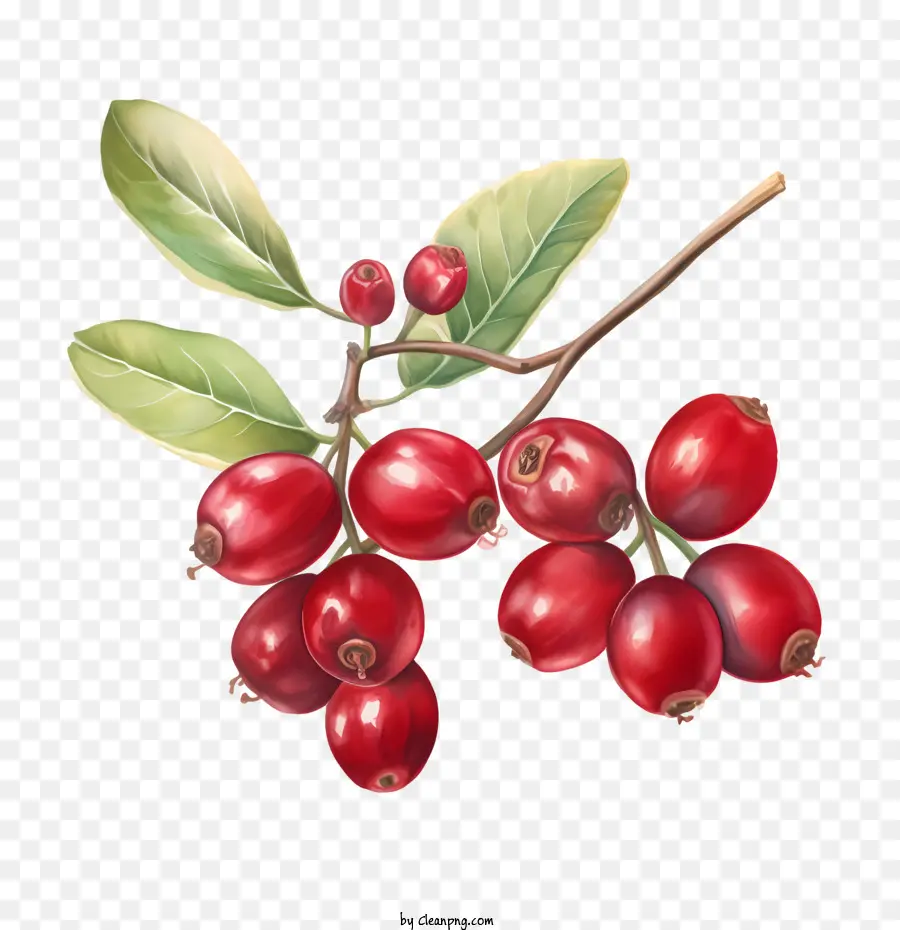 Cranberries，Bayas PNG