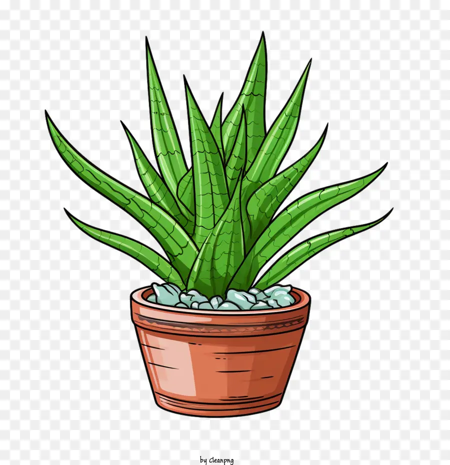 Aloe Vera，El Aloe Vera Plant PNG